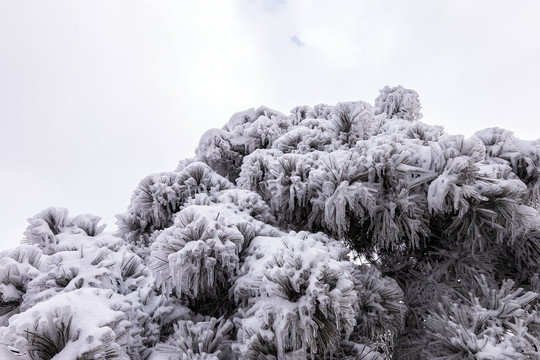 大雪压青松