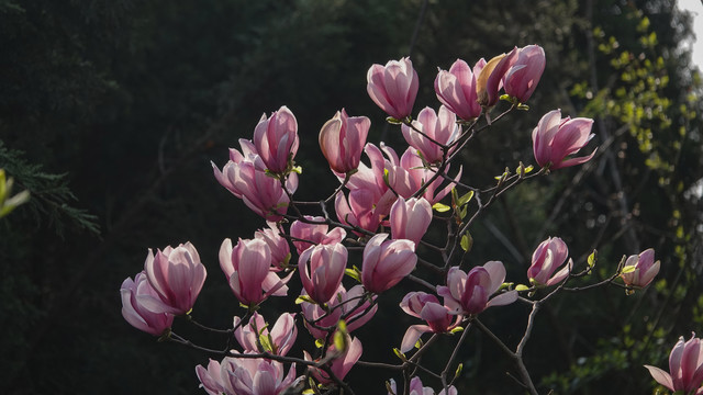 紫玉兰花