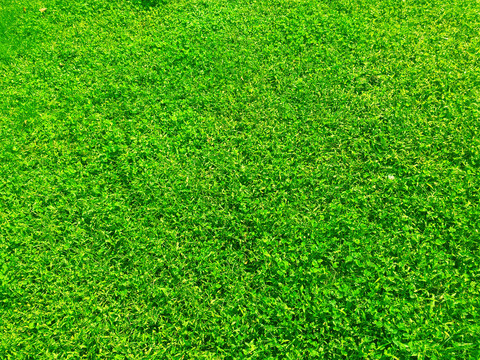 绿色草坪贴图