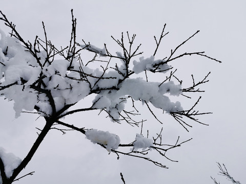 乡村雪景枝头