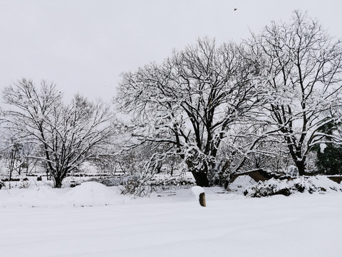 雪中大树