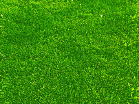 草地草坪