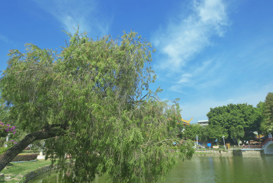 水岸绿树蓝天景观