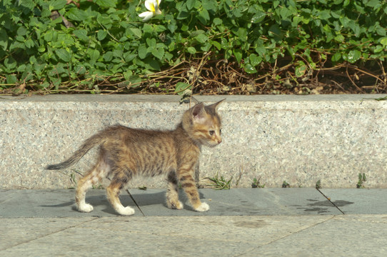 小猫咪