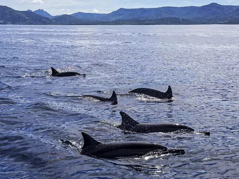 毛里求斯湾观赏海豚