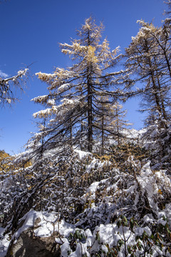 冬季的雪松