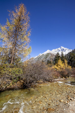 川西雪山毕棚沟秋色