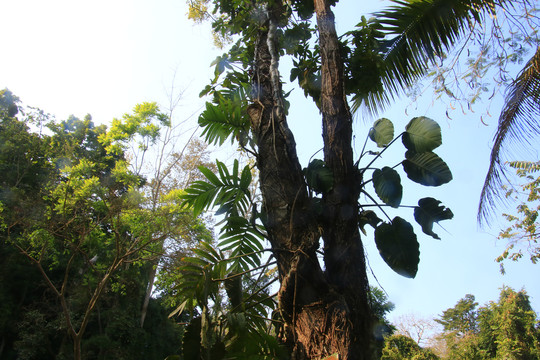 老挝热带雨森植被