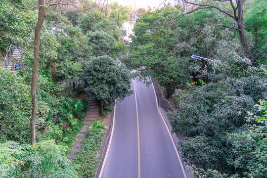 森林里的一条公路