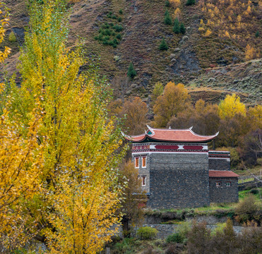 藏区高原秋色彩林