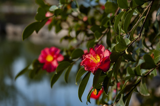 红色山茶花