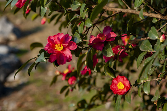 红色山茶花