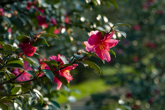 红色山茶花