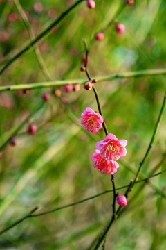 梅花