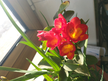 花