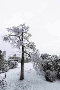 折断的冰挂树