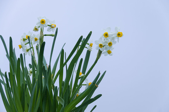 凌波仙子水仙花