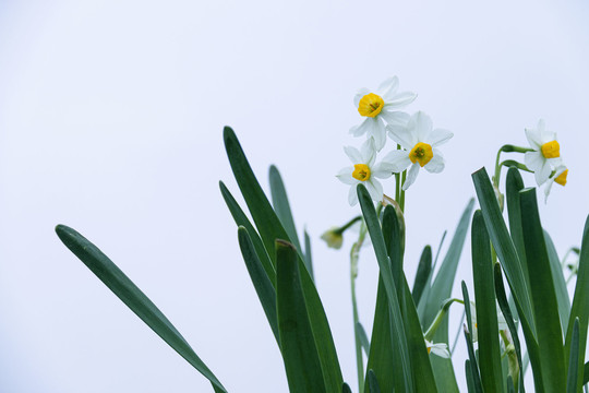 清香淡雅水仙花