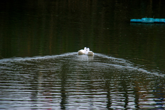 游动的白鹅