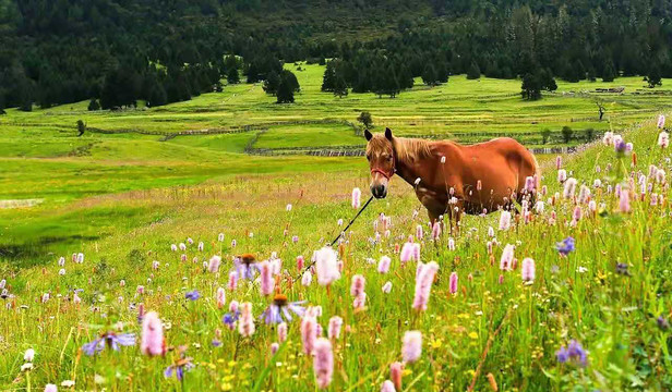 西藏林芝