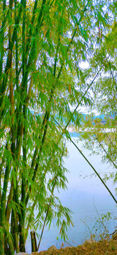 池塘的竹子