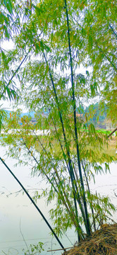 池塘交叉的竹子