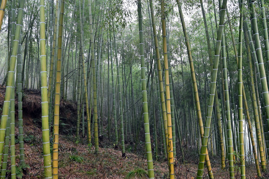 山区竹林