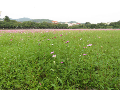 春天里开花的青草地