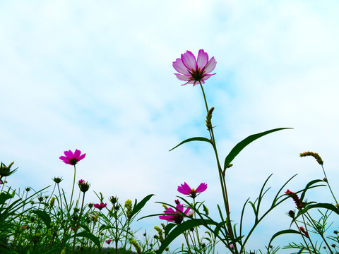 盛开的格桑花