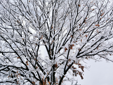 雪中大树