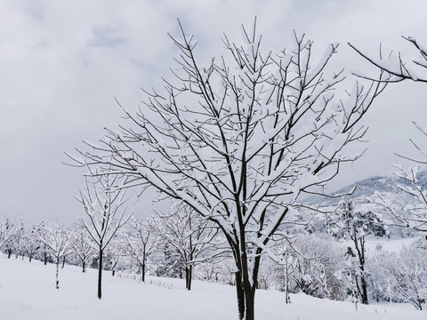 雪中大树