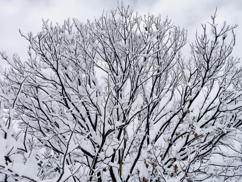 雪中大树