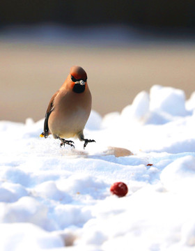 雪地里的觅食麻雀