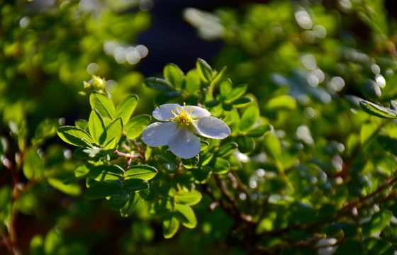 小白花