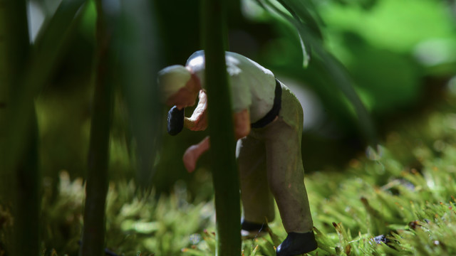 小盆栽