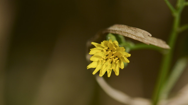 小菊花