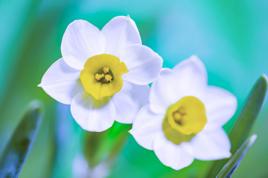 水仙花