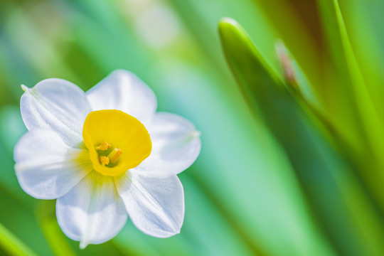 水仙花