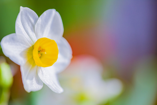 水仙花