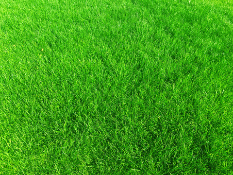 绿色草坪贴图