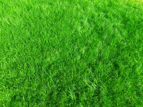 绿色草坪材质
