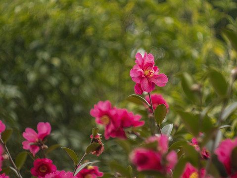 红色山茶花