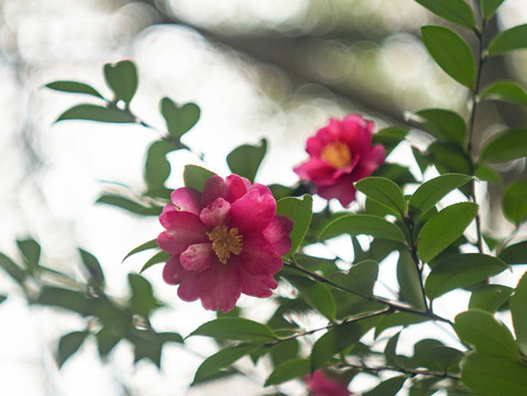 红色山茶花