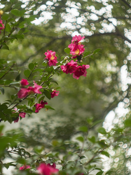 红色山茶花