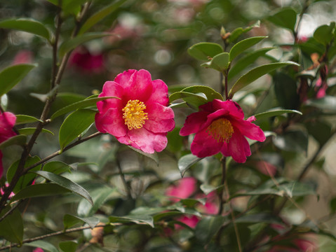 红色山茶花