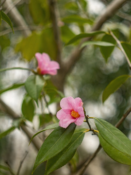 粉色山茶花