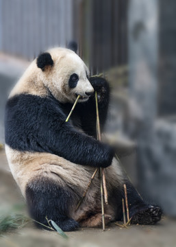 雅安大熊猫