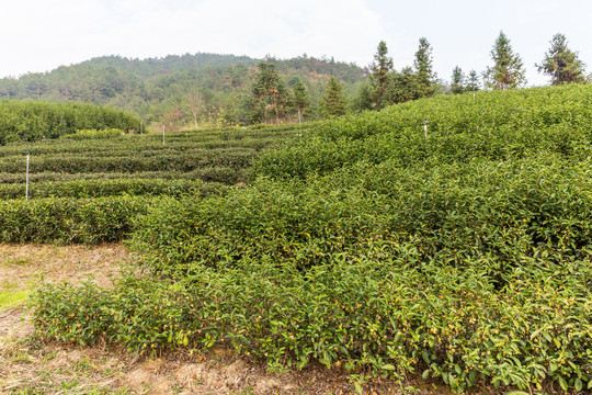 茶山茶园茶场