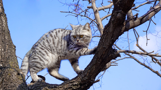 上树的猫咪