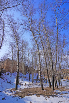 农村雪景